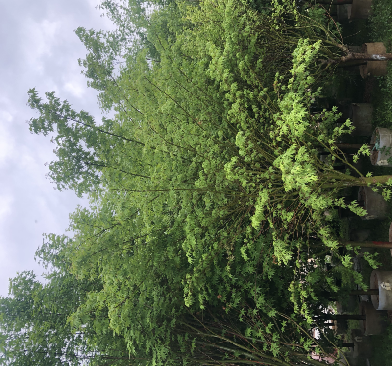 鸡爪槭，精品鸡爪槭各种规格都有