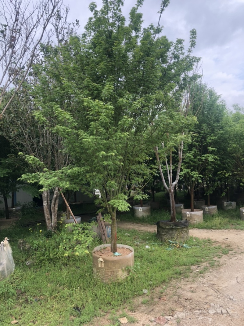 鸡爪槭，精品鸡爪槭各种规格都有