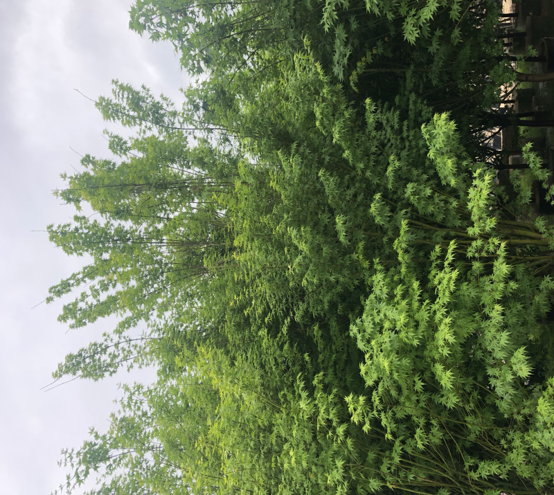 鸡爪槭，精品鸡爪槭5-15公分都有