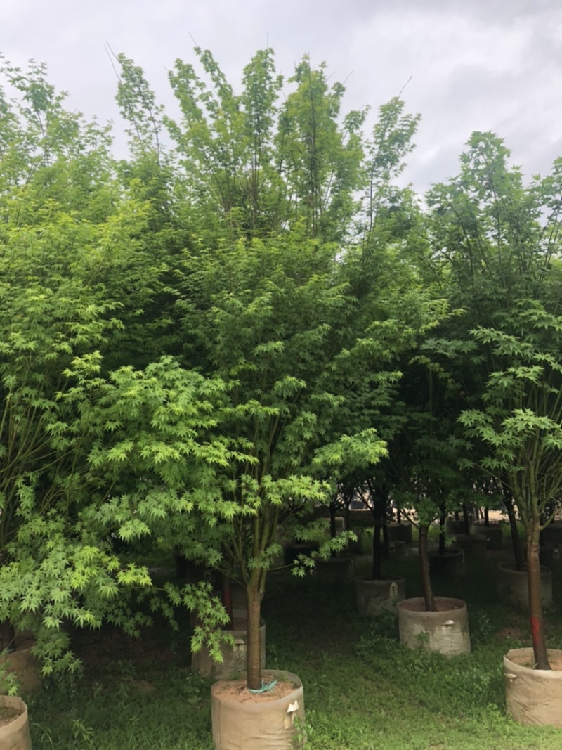 鸡爪槭，精品鸡爪槭5-15公分都有
