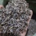 陕西商洛秦岭山脉地产朱砂点北苍术种籽包发芽全国发货