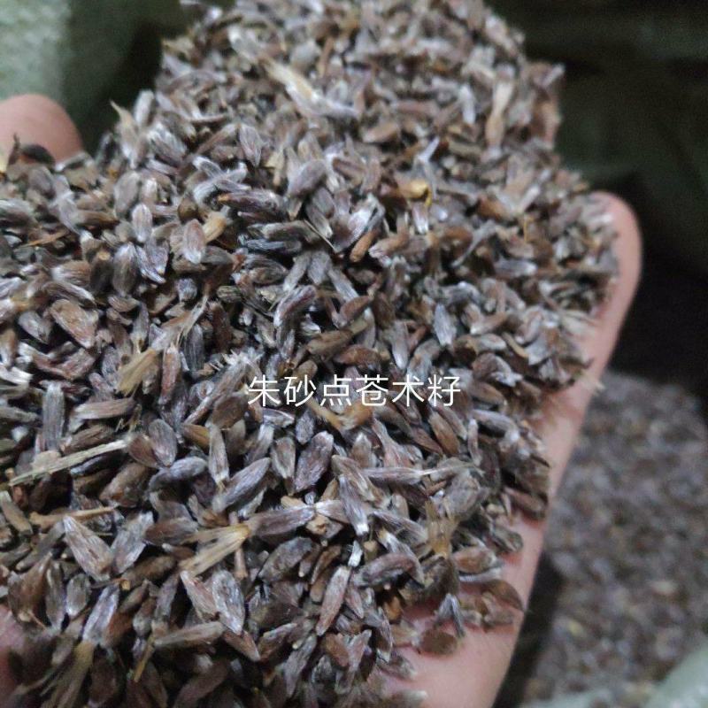 陕西商洛秦岭山脉地产朱砂点北苍术种籽包发芽全国发货