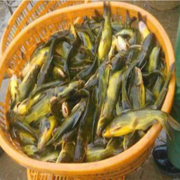 黄颡鱼苗，黄骨鱼苗，免费上门规划场地
