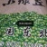 芽豆国产东北明绿豆芽豆中粒黑龙江绿豆发芽率高