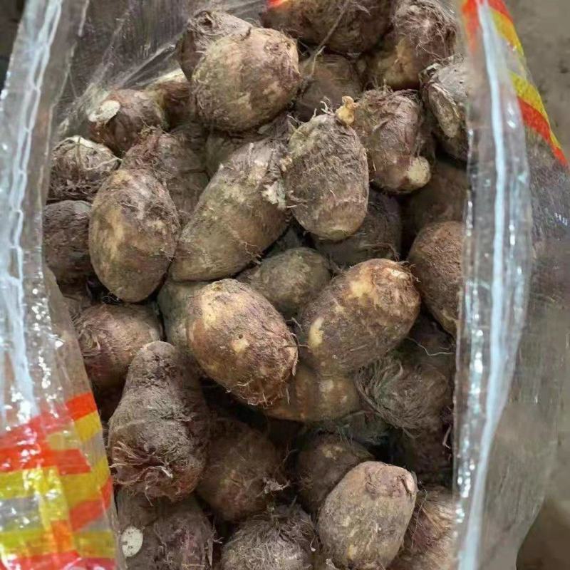 《山东8520芋头》产地批发芋头一手货源，货源充足品质优良。