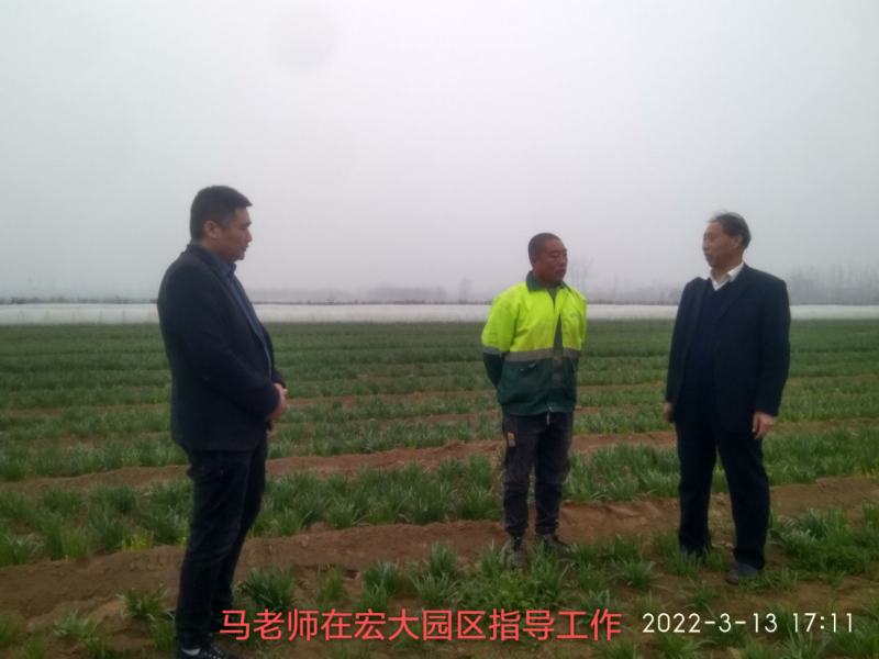 【精品】久星2韭菜种子，宽叶不休眠，抗寒抗病，叶色浓绿