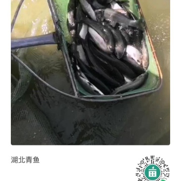 青鱼