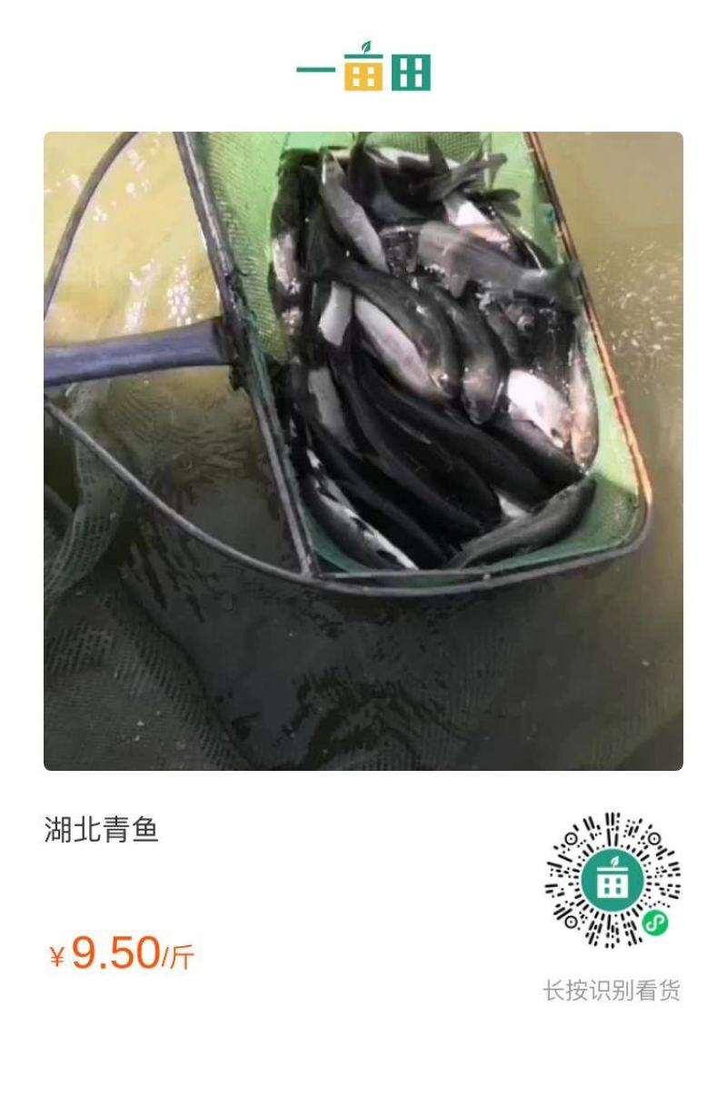 青鱼