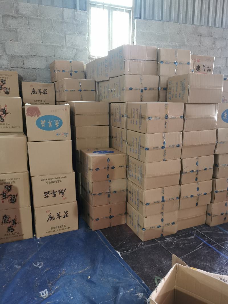 新货鹿茸菇干货福建古田特产农家鹿茸菌新鲜无硫菌菇煲汤炒菜