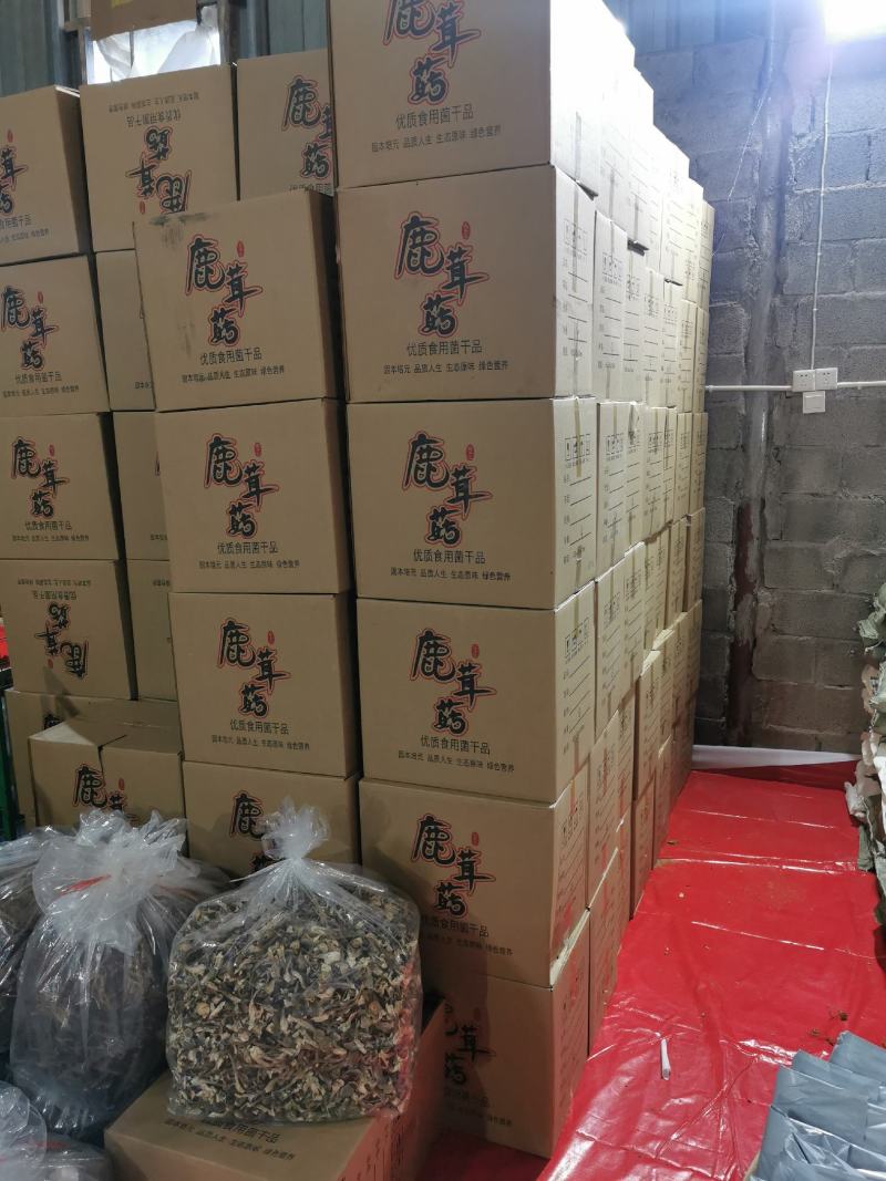 新货鹿茸菇干货福建古田特产农家鹿茸菌新鲜无硫菌菇煲汤炒菜
