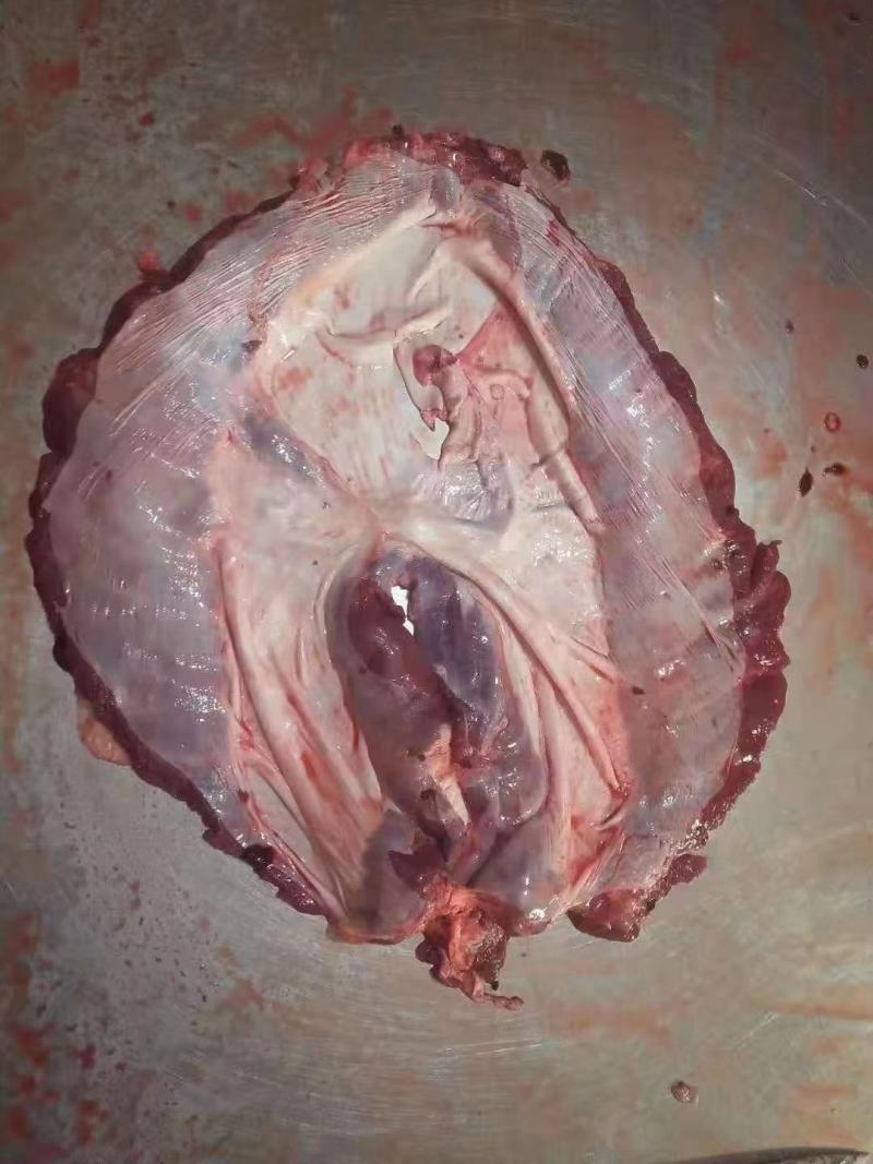 母猪护心肉