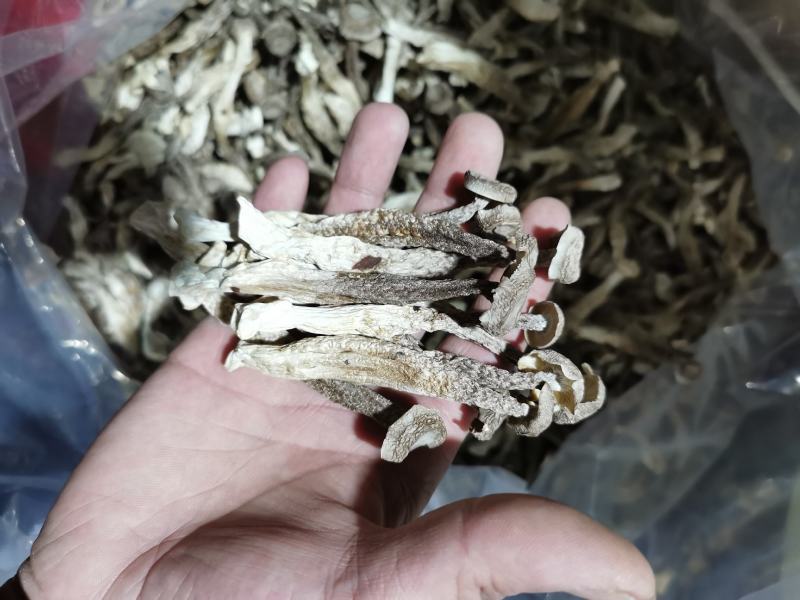 新货鹿茸菇干货福建古田特产农家鹿茸菌新鲜无硫菌菇煲汤炒菜