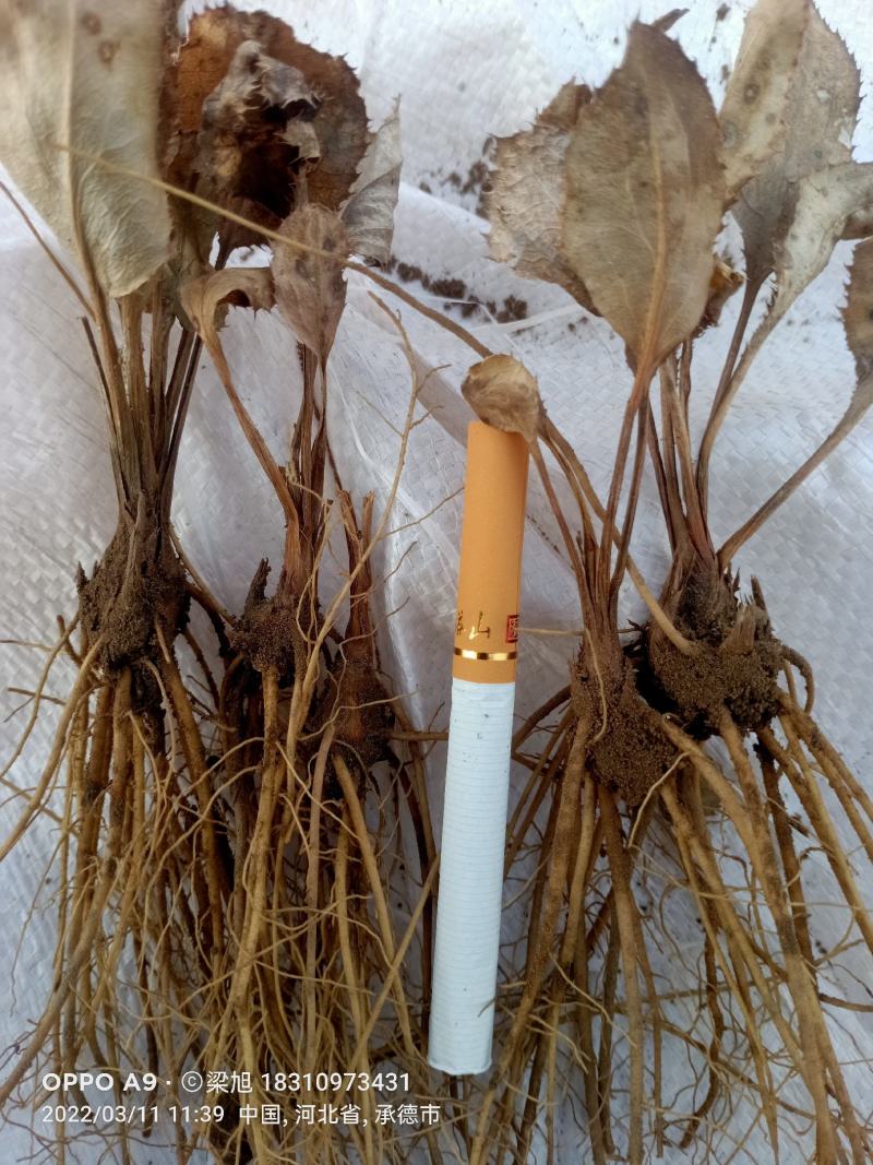 苍术苗承德朱砂点北苍术，正宗北苍术，一手货源，基地直供