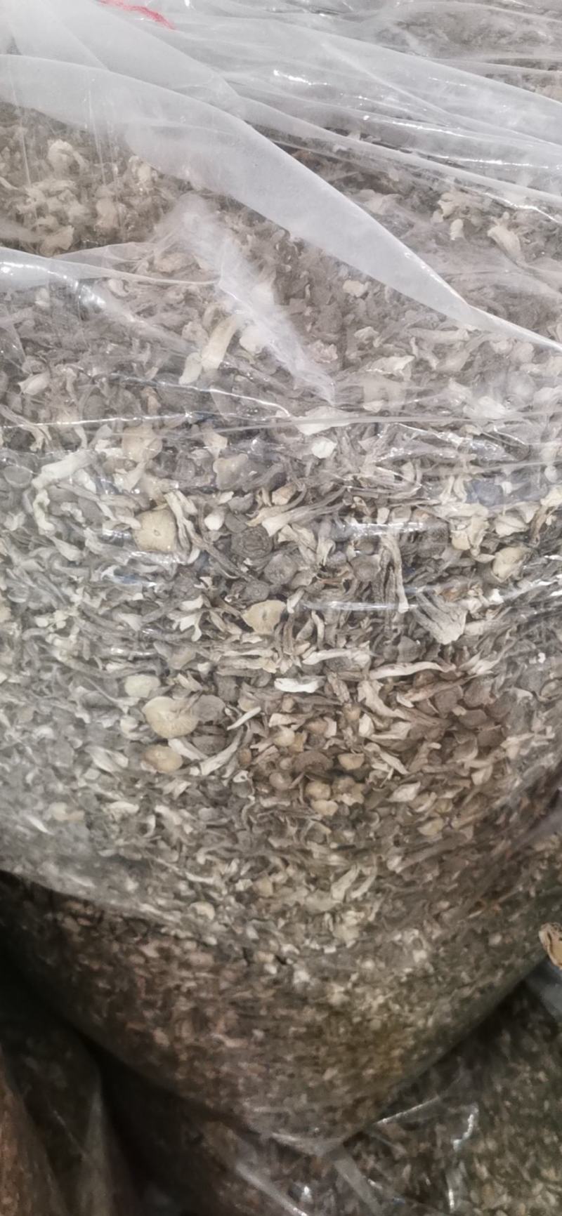 新货鹿茸菇干货福建古田特产农家鹿茸菌新鲜无硫菌菇煲汤炒菜