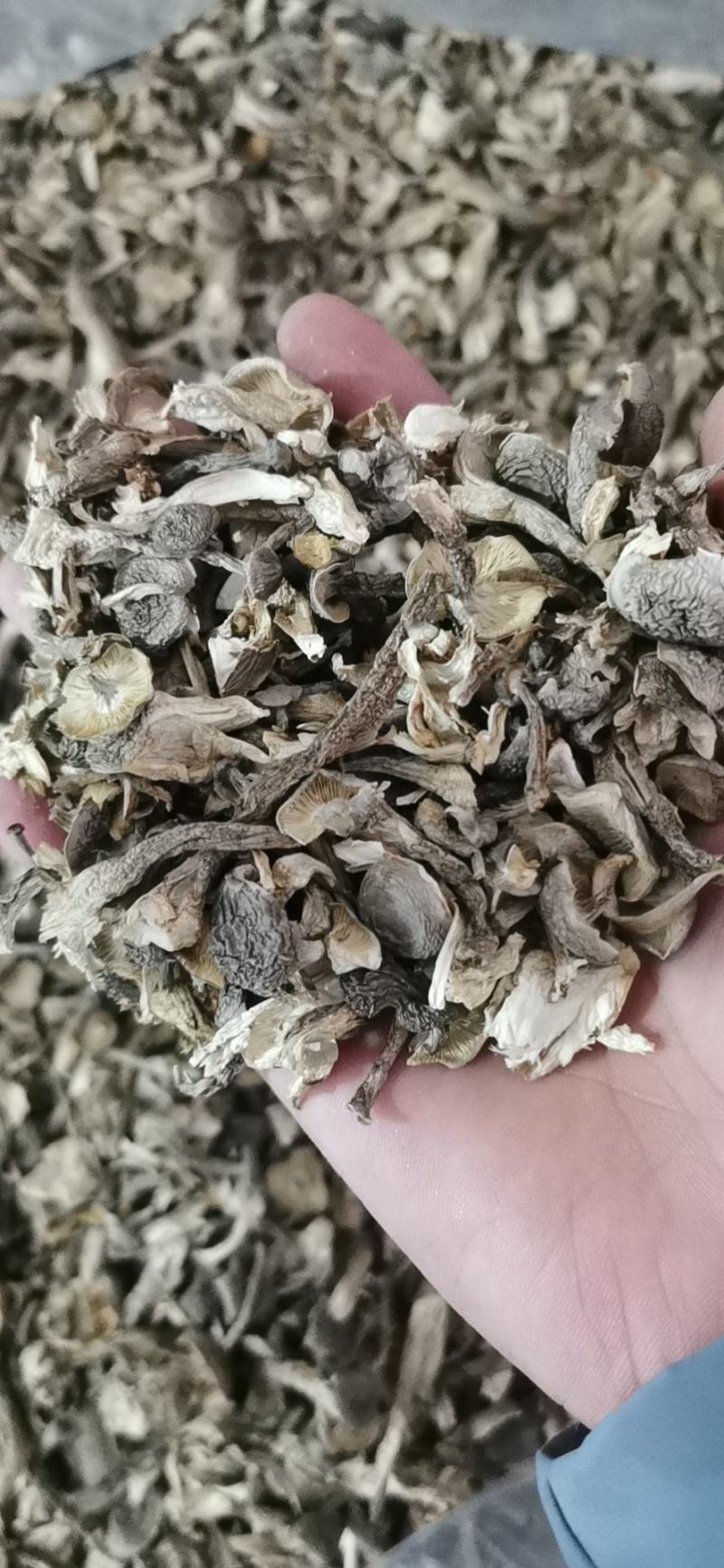 新货鹿茸菇干货福建古田特产农家鹿茸菌新鲜无硫菌菇煲汤炒菜
