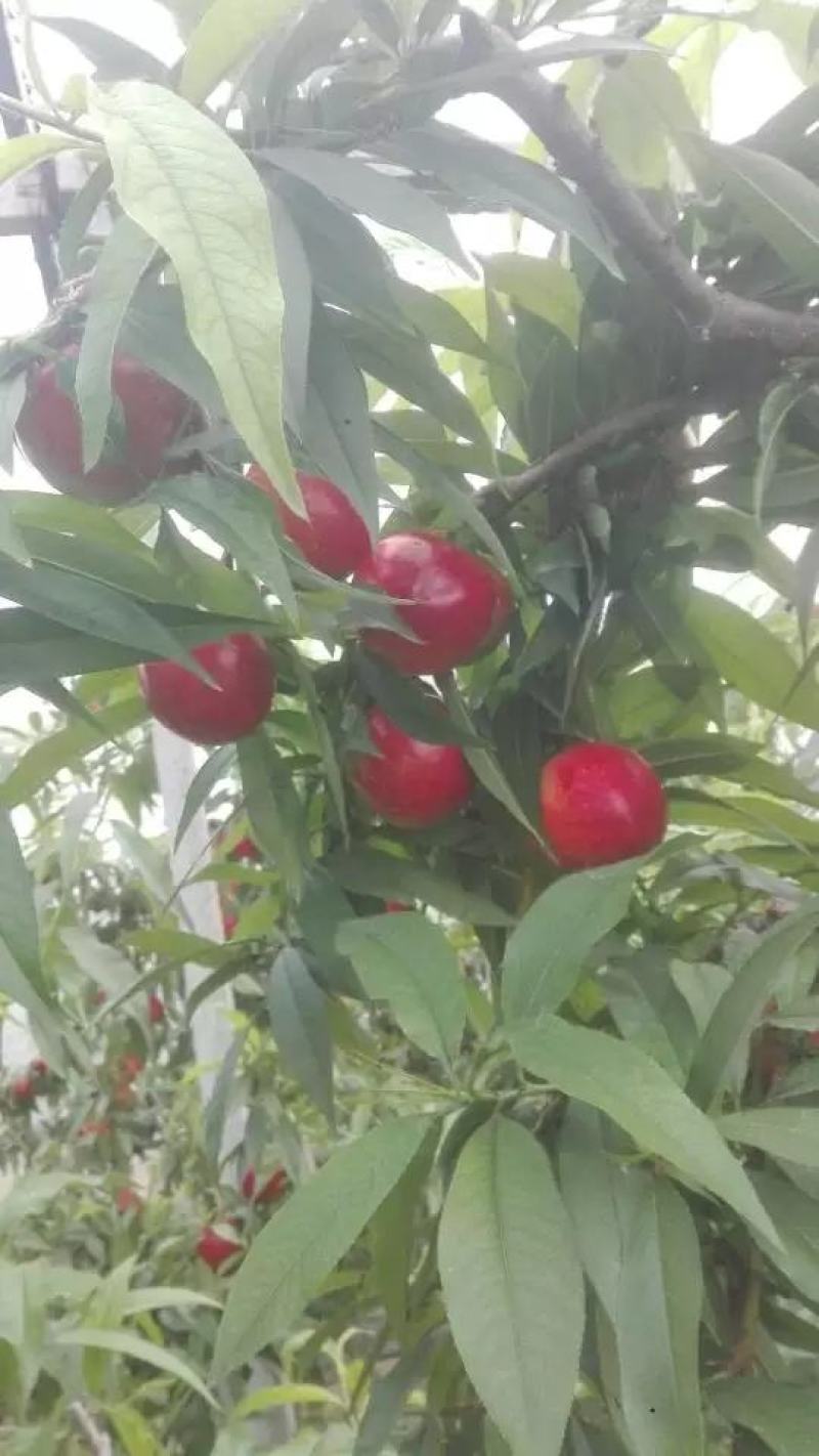 砀山油桃，中油4号，66杠八，产地直发，一手货源