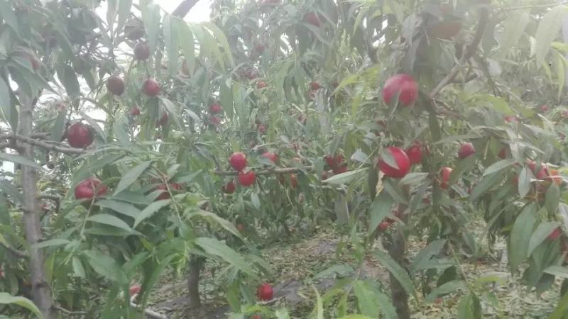 砀山油桃，中油4号，66杠八，产地直发，一手货源