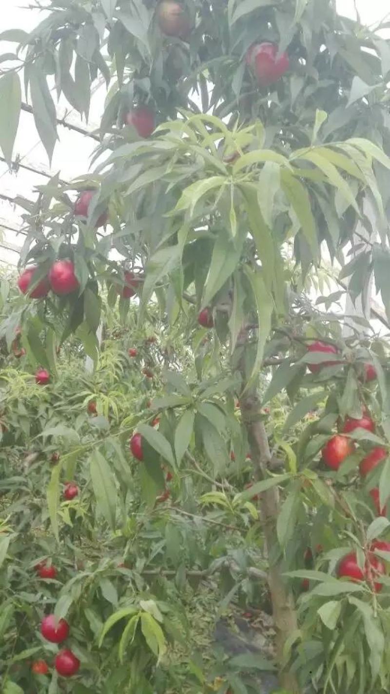 砀山油桃，中油4号，66杠八，产地直发，一手货源