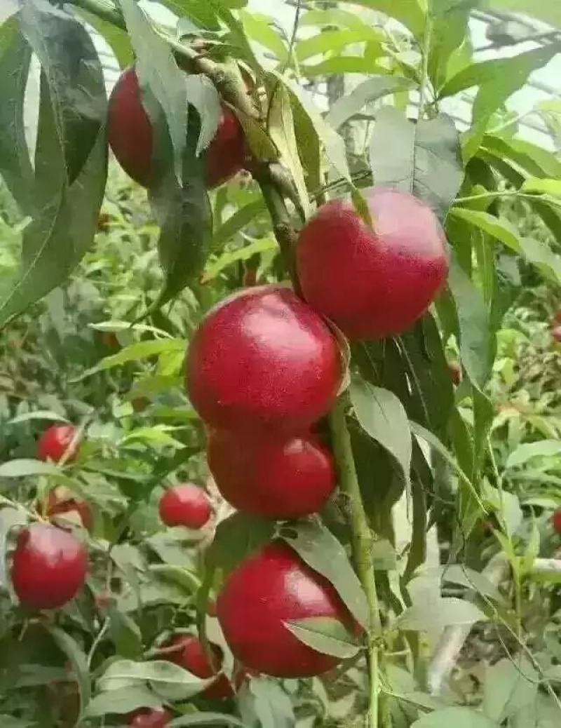 砀山油桃，中油4号，66杠八，产地直发，一手货源