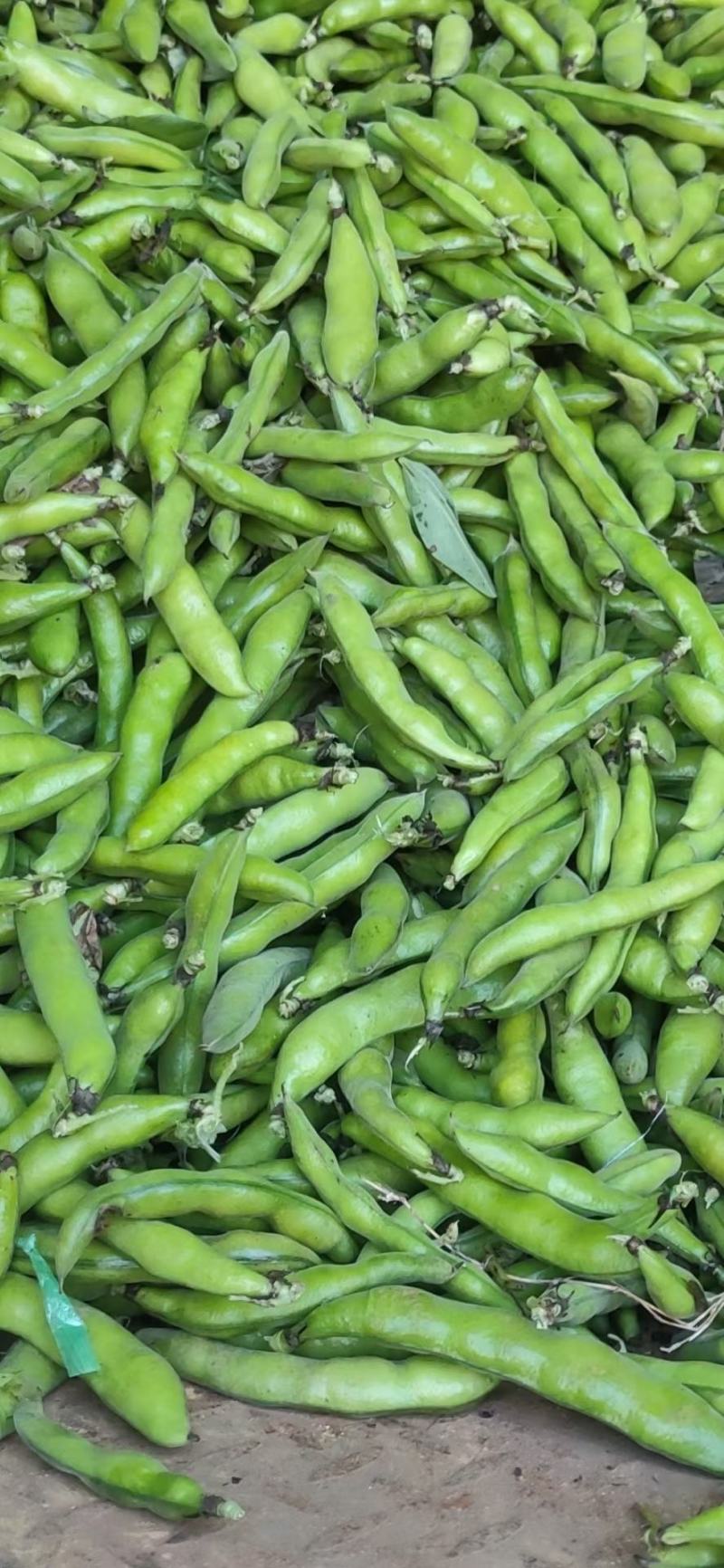 蚕豆大量上市。质量保证。（长期代办）