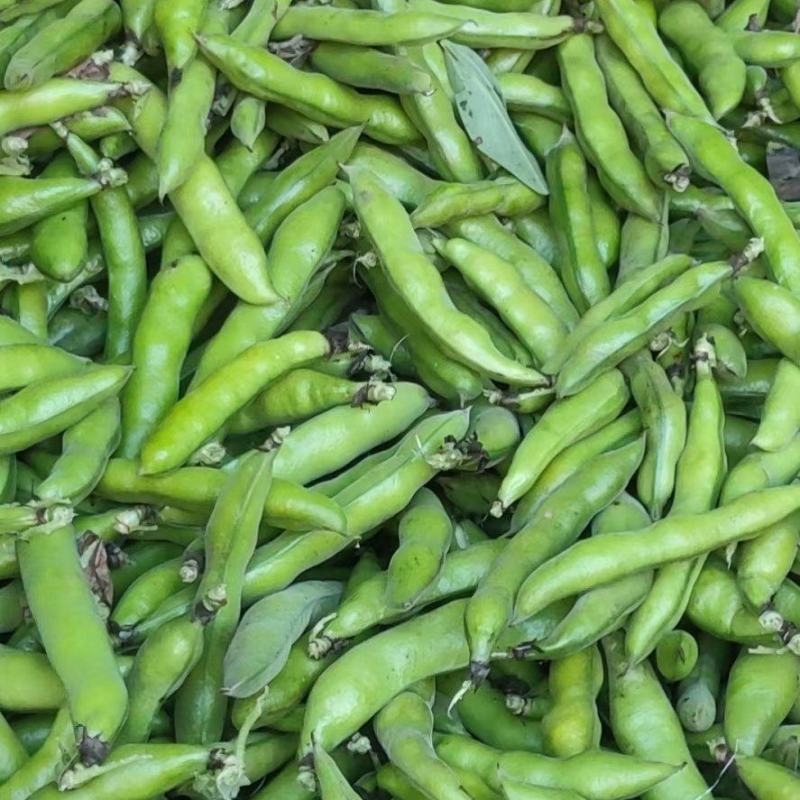 蚕豆大量上市。质量保证。（长期代办）