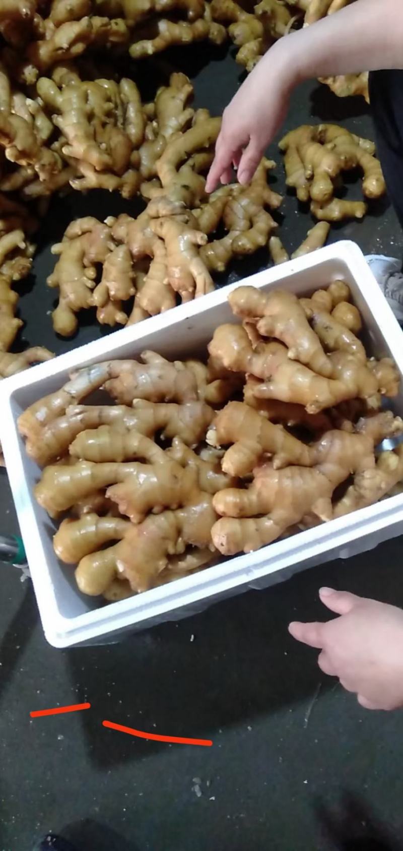 生姜产地批发一手货源，货源充足品质优良，支持全国各地发货