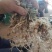 淡紫拟青霉+侧孢+厚孢轮枝菌药根结线虫根线虫虫卵双杀线虫