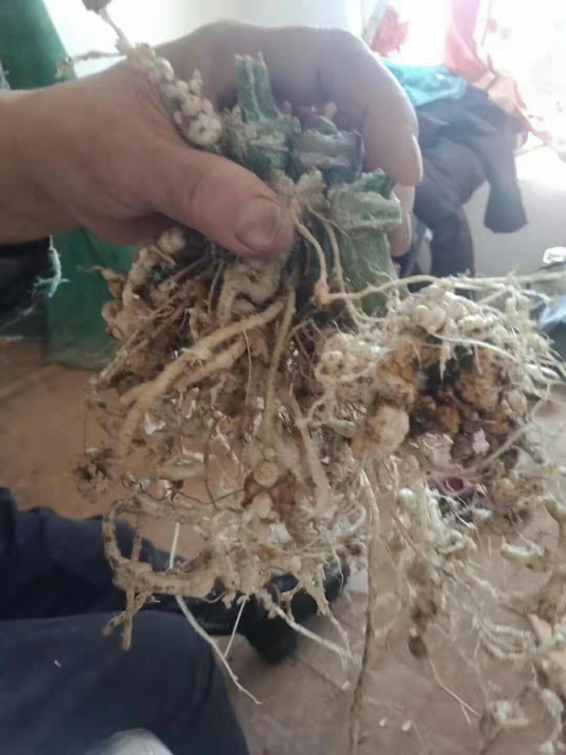 淡紫拟青霉+侧孢+厚孢轮枝菌药根结线虫根线虫虫卵双杀线虫