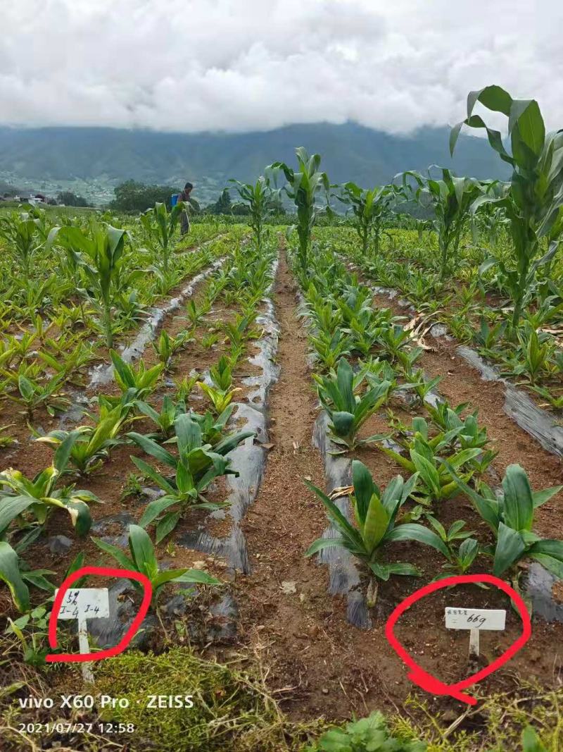 淡紫拟青霉+侧孢+厚孢轮枝菌药根结线虫根线虫虫卵双杀线虫