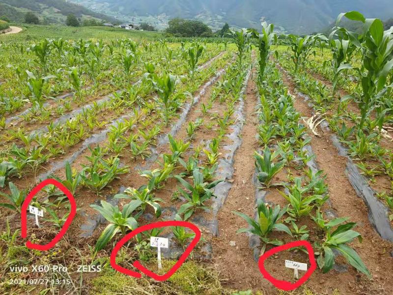 淡紫拟青霉+侧孢+厚孢轮枝菌药根结线虫根线虫虫卵双杀线虫