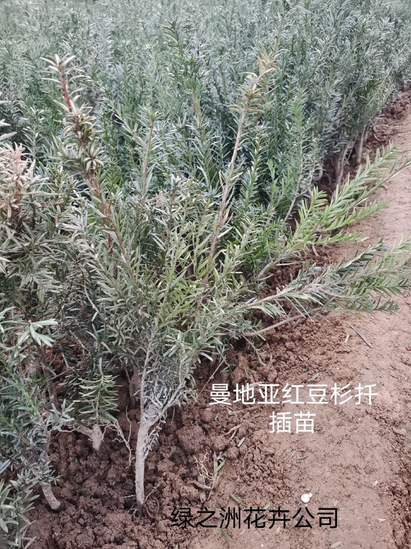 曼地亚红豆杉扦插苗20到80公分基地大量供应