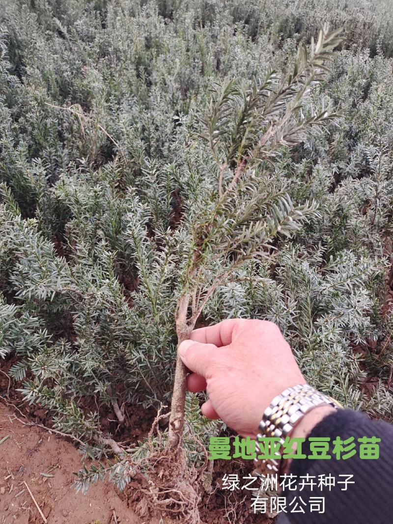 曼地亚红豆杉扦插苗20到80公分基地大量供应