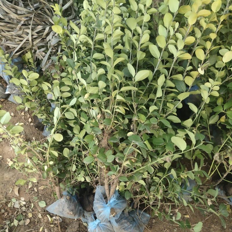 卫矛绿篱，50-70卫矛绿篱，卫矛基地直发