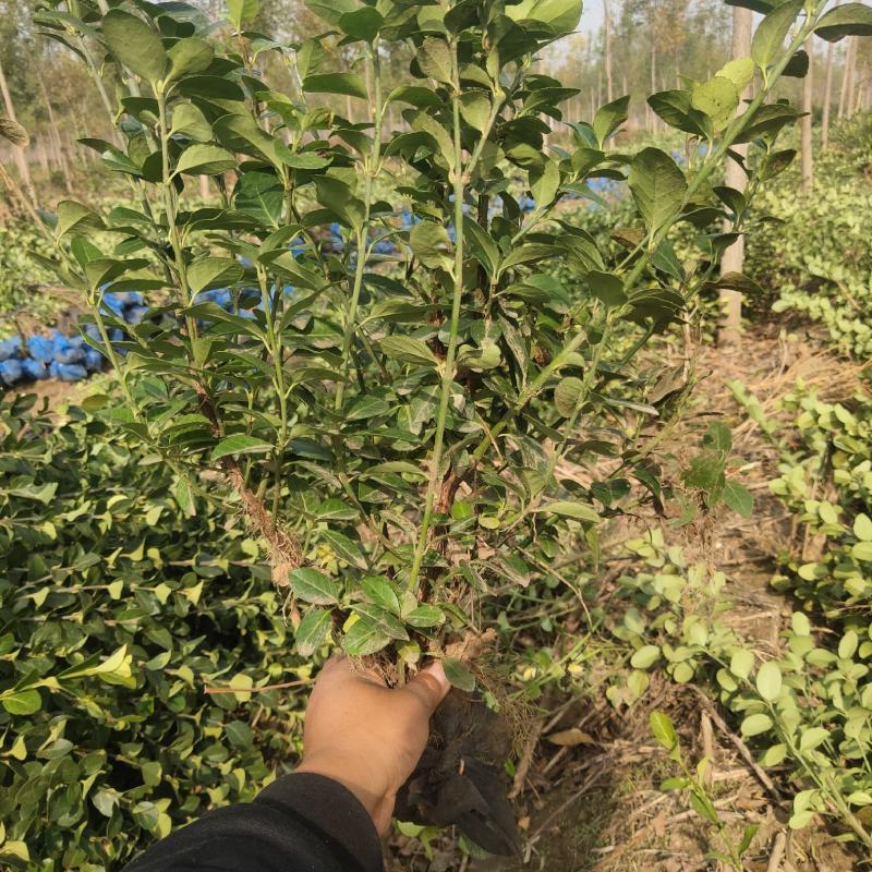 卫矛绿篱，50-70卫矛绿篱，卫矛基地直发