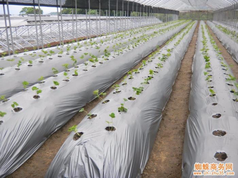 寿光地膜打孔地膜银黑打孔地膜黑色打孔地膜针眼打孔地膜