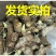 【安徽】姜种368高产王姜种，每亩产量高达一万五六
