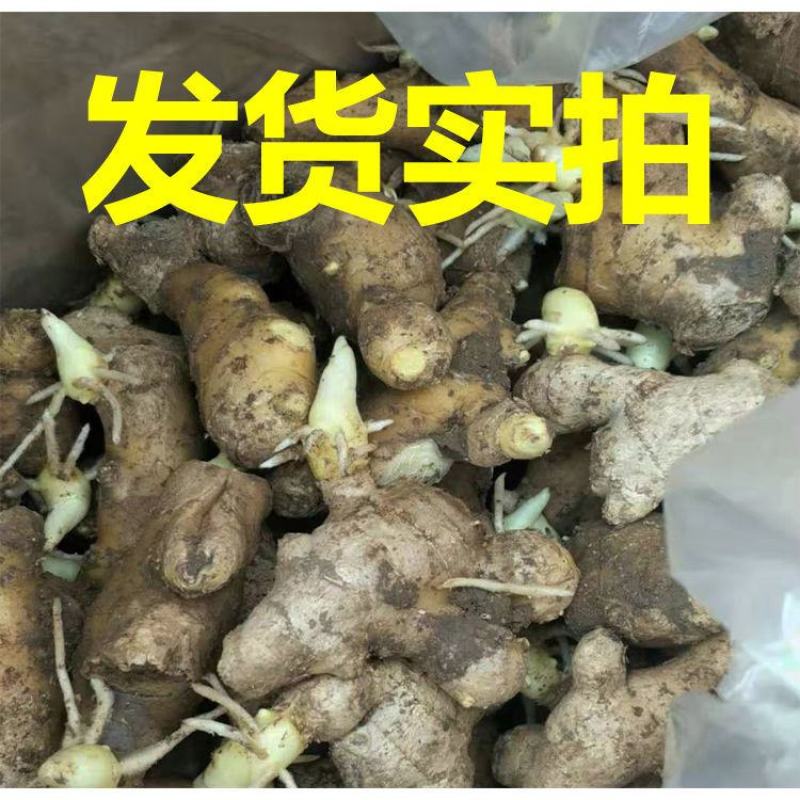 【安徽】姜种368高产王姜种，每亩产量高达一万五六
