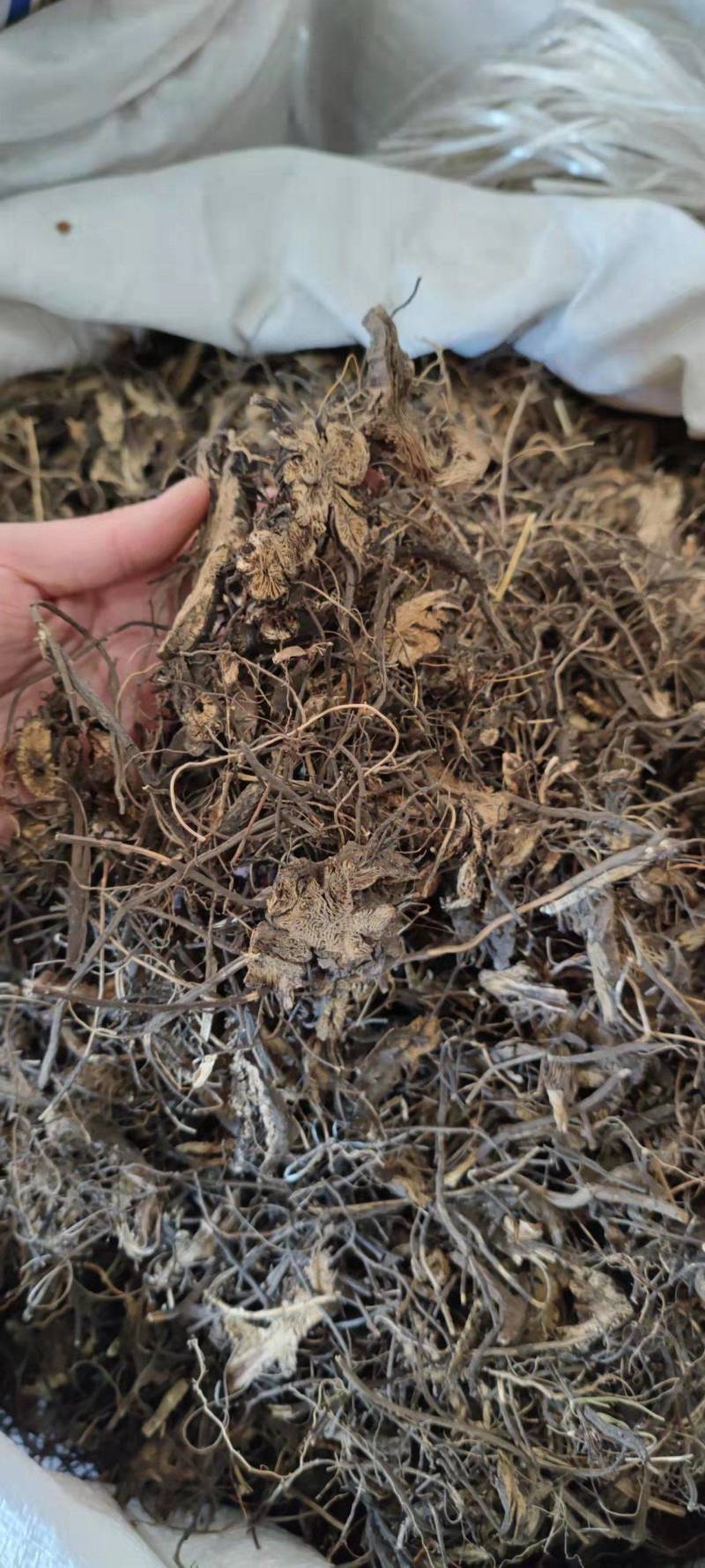 中药材升麻新货各种规格各种中药材大货批发