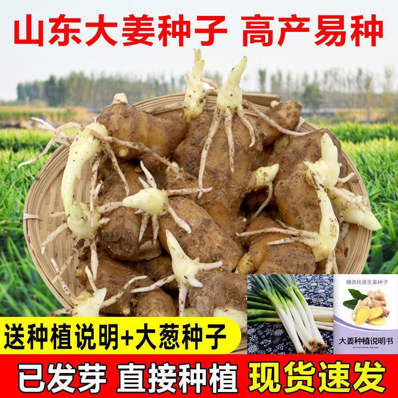 【河北批发姜种】亩产过万保质保量全程技术，全国发货
