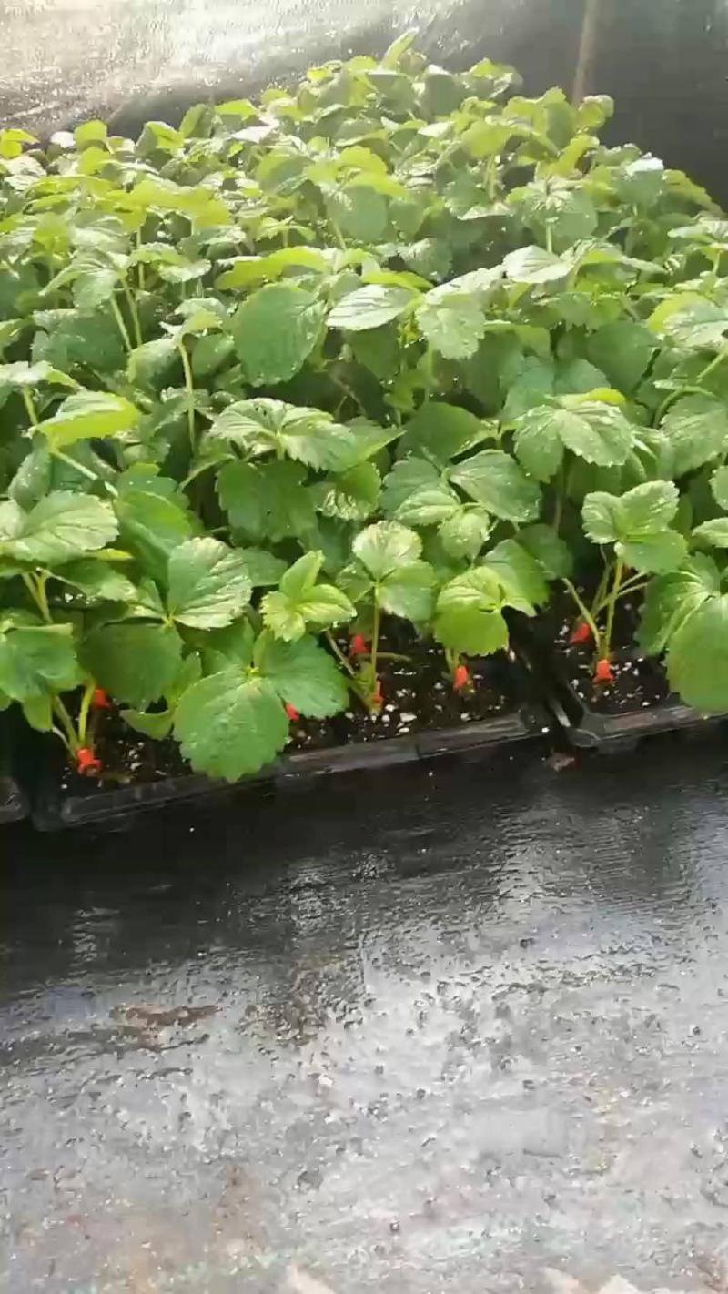 育苗基质营养土可用于蔬菜水果水稻育秧草莓西瓜苗50升