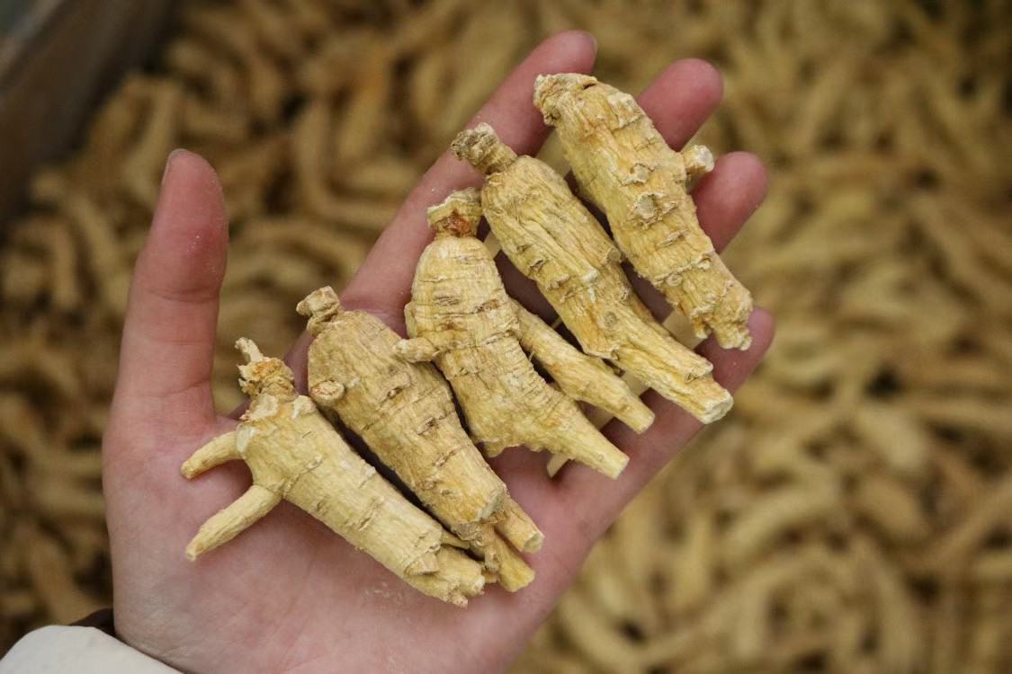 三组干燥西洋参根并列摆放进行对比:左侧为3年生参,根细短,表面光滑无明显横纹;中间为5年生美国产参,根粗长,呈纺锤形,黄白色,具密集横向环纹和纵向皱纹;右侧为7年林下参,形态弯曲自然,表皮深黄褐,有明显的‘铁线纹’和‘珍珠点’,断面呈菊花心状结构 干燥西洋参根对比图