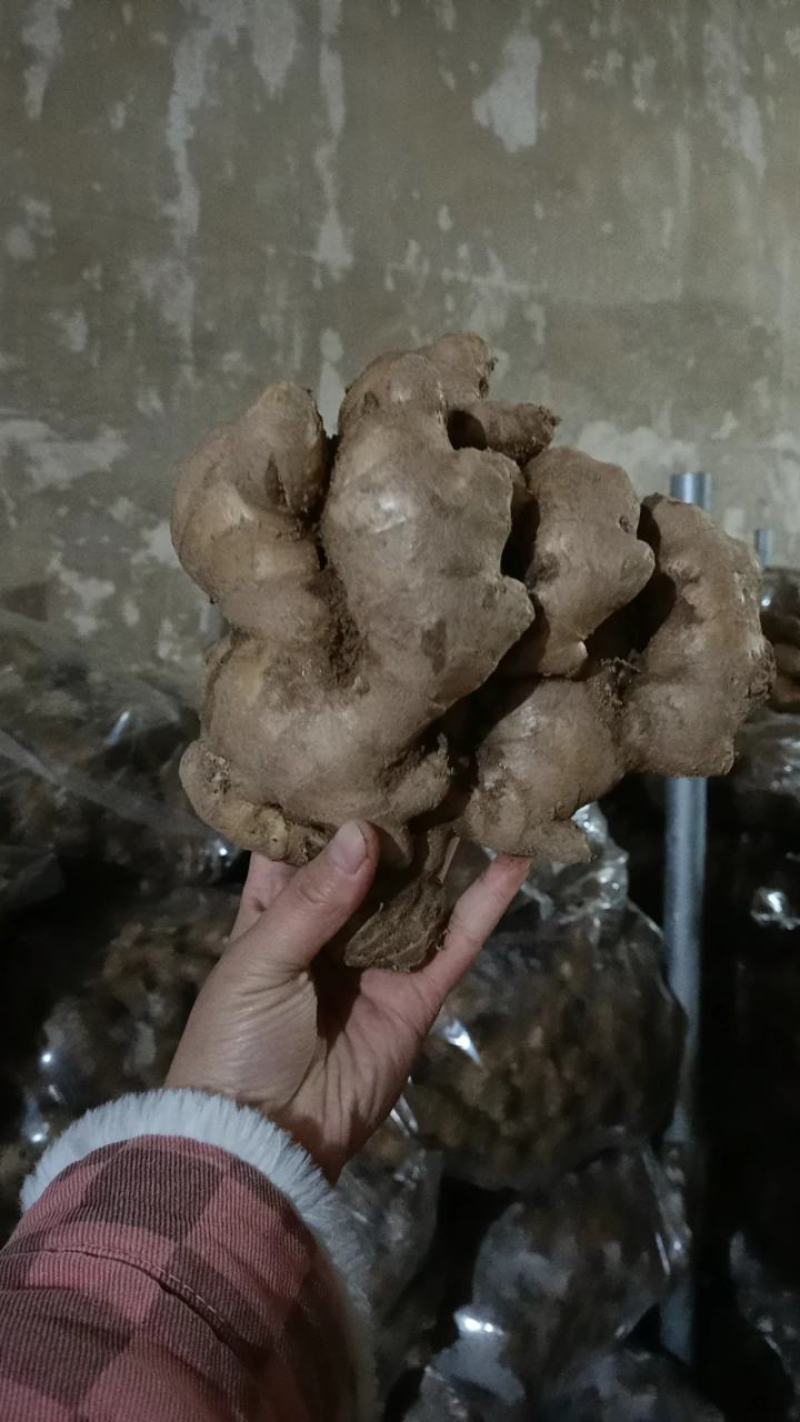大黄姜，深井地窖，货源充足，价格公道，全国发货保证品质
