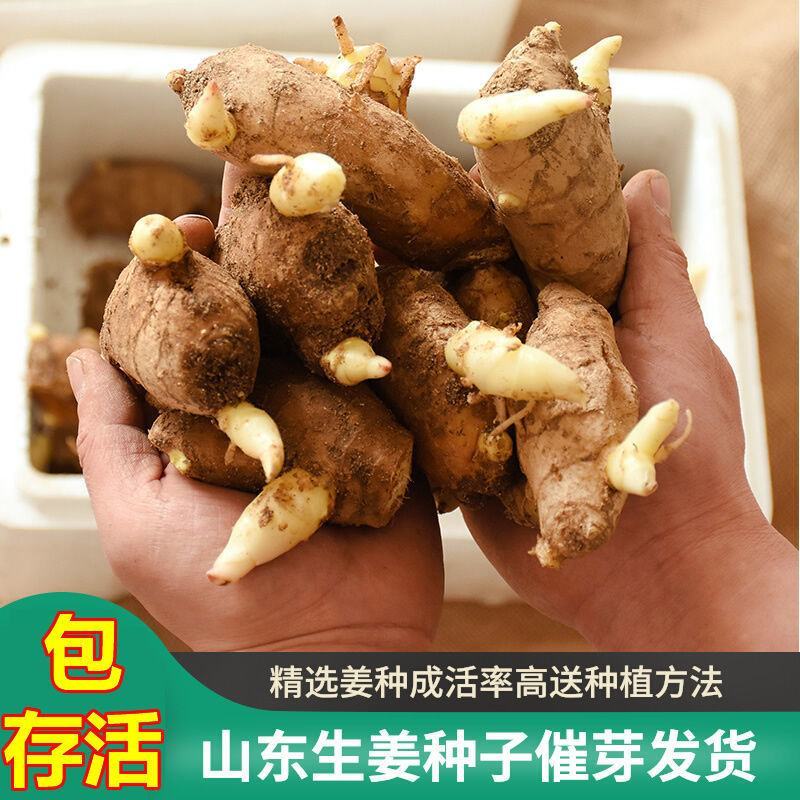 【湖北】姜种精选姜种大黄姜姜种368高产，提供种植技术，