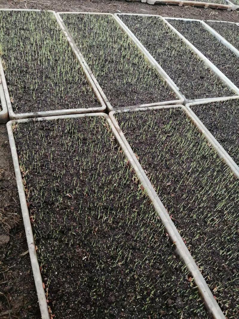 草木灰秸秆草木灰改良土壤秸秆草木灰有机肥无杂质