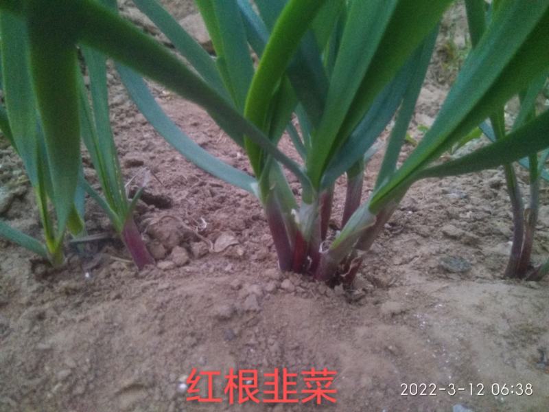 高品质紫根韭菜种子，露地种植，辛香味浓，抗病虫害，少量货