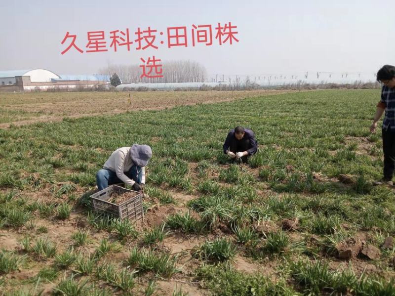 高品质紫根韭菜种子，露地种植，辛香味浓，抗病虫害，少量货