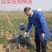 高品质紫根韭菜种子，露地种植，辛香味浓，抗病虫害，少量货