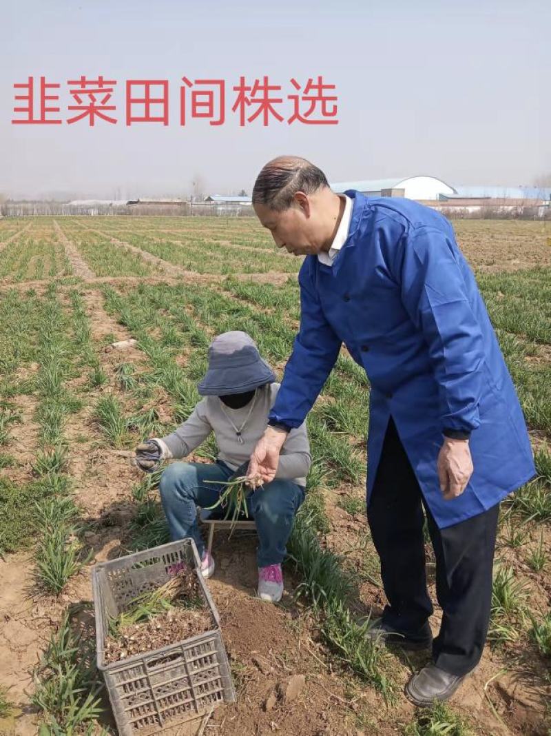 高品质紫根韭菜种子，露地种植，辛香味浓，抗病虫害，少量货