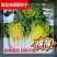 奶油乌塌菜黄芯乌种子耐寒耐抽苔外形美观耐运输