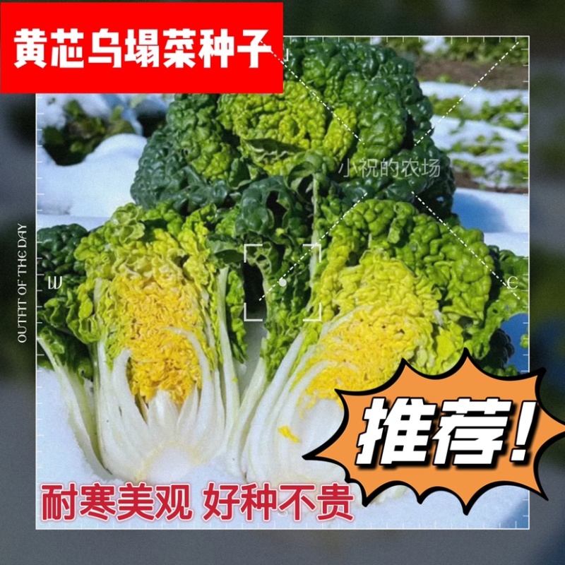 奶油乌塌菜黄芯乌种子耐寒耐抽苔外形美观耐运输